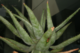 Aloe ferox RCP6-2013 352.JPG